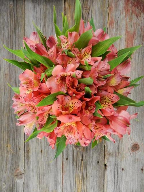 HOT PINK ALSTROEMERIA